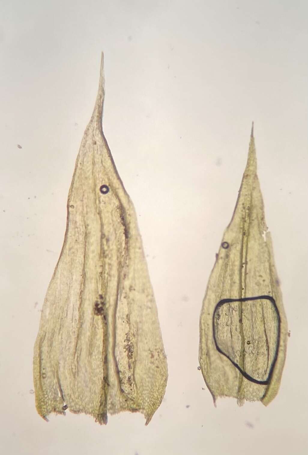 Слика од Brachythecium falcatum H. Crum 2001