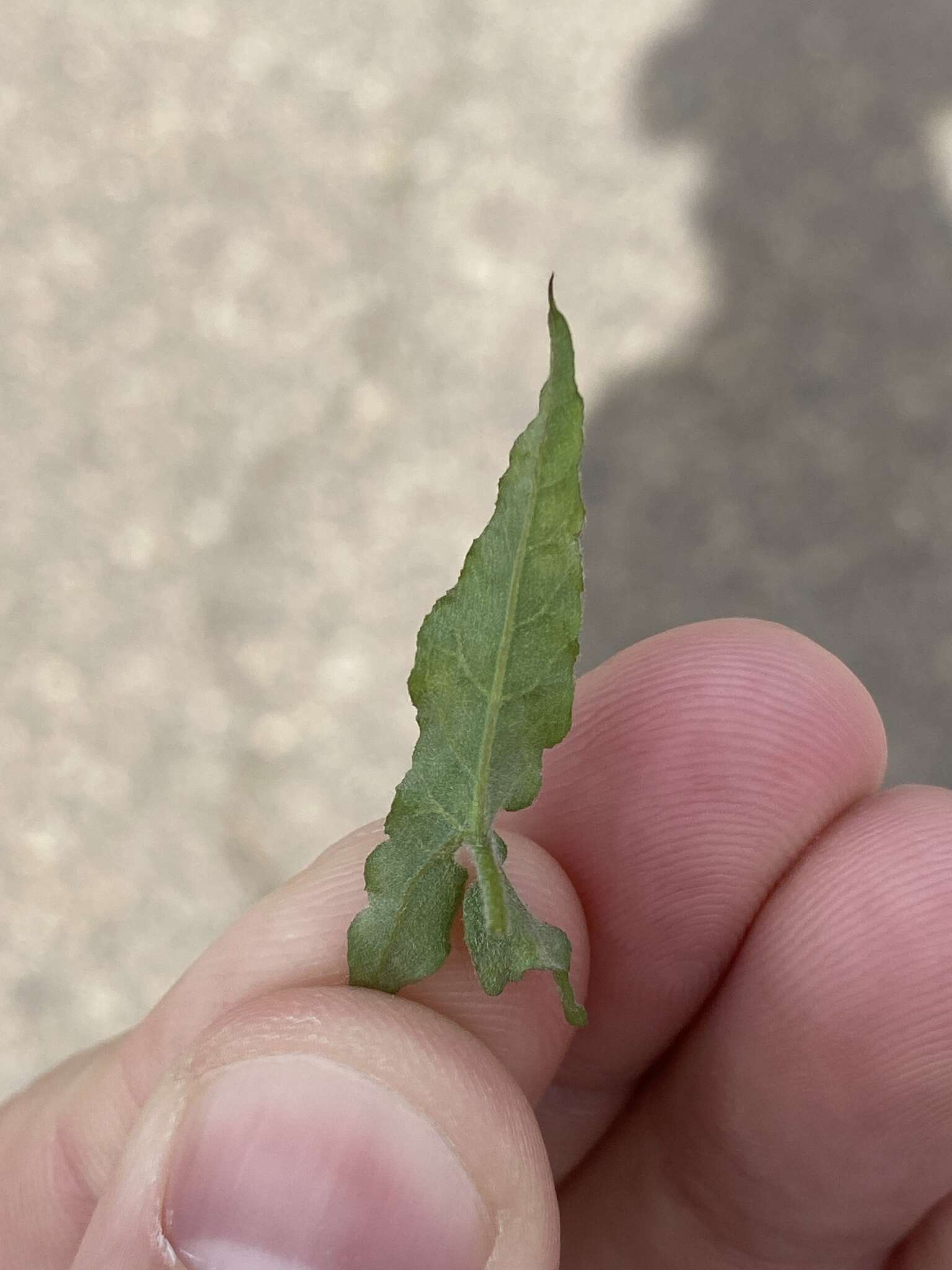 Image of island false bindweed