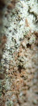 Image of needle lichen