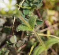 صورة Cerastium brachypetalum Desf. ex Pers.