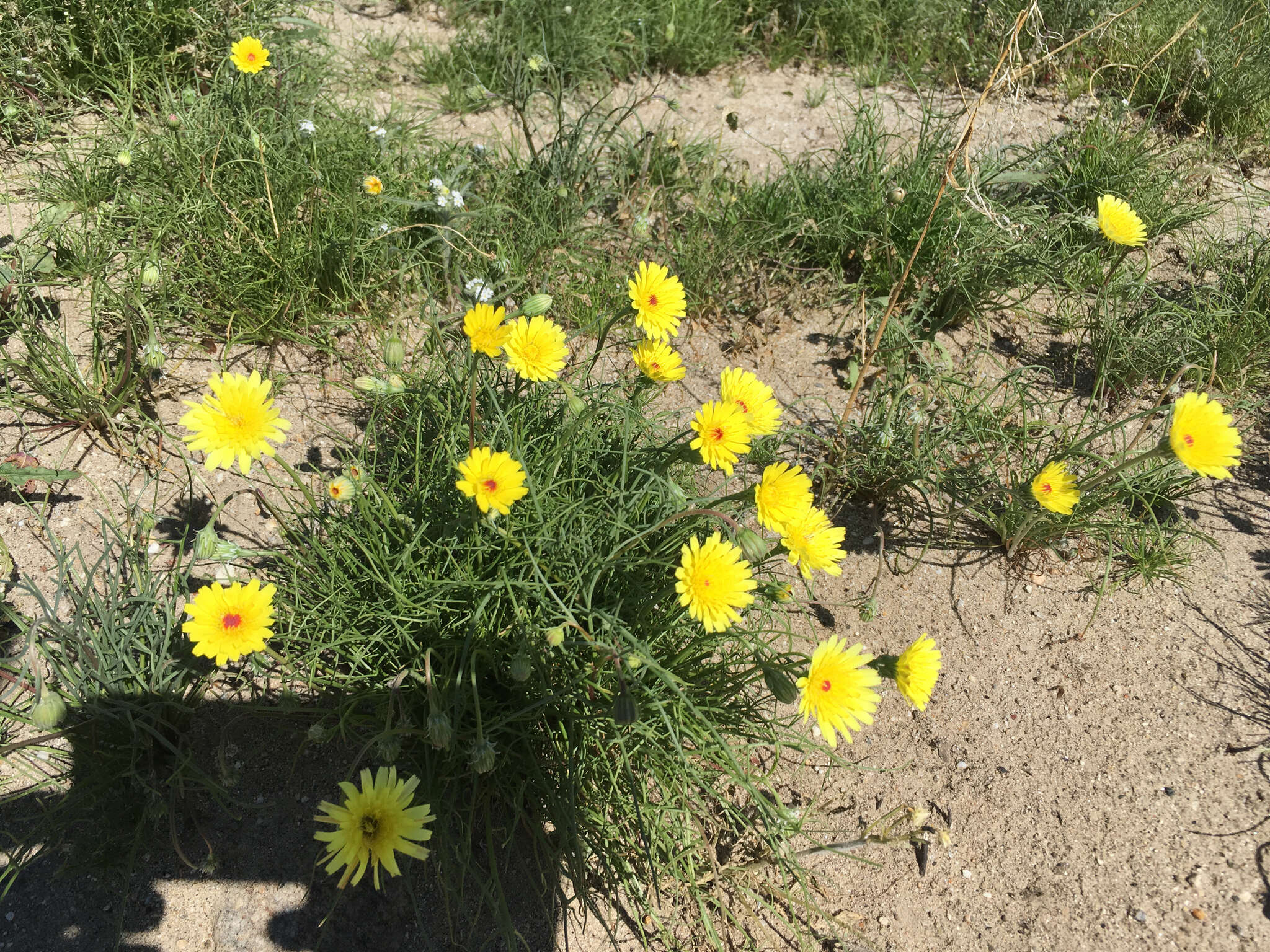 Image of smooth desertdandelion