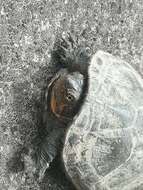 Image of Rough-footed Mud Turtle