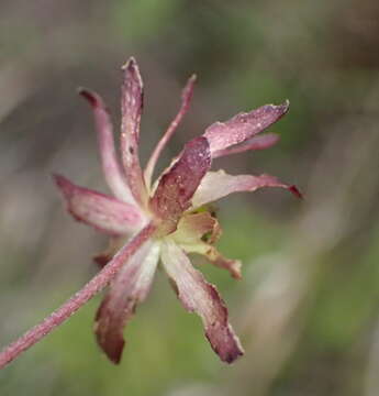 Image of Knowltonia vesicatoria subsp. humilis H. Rasmussen