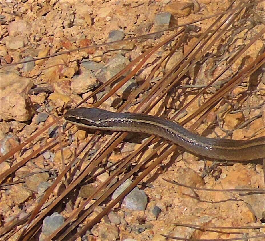 Image of Gaige's Pine Forest Snake