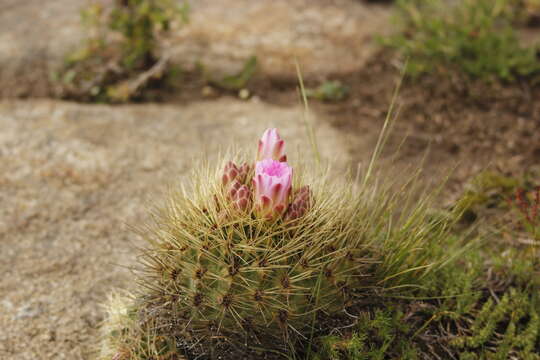 Image of Gymnocalycium monvillei subsp. monvillei