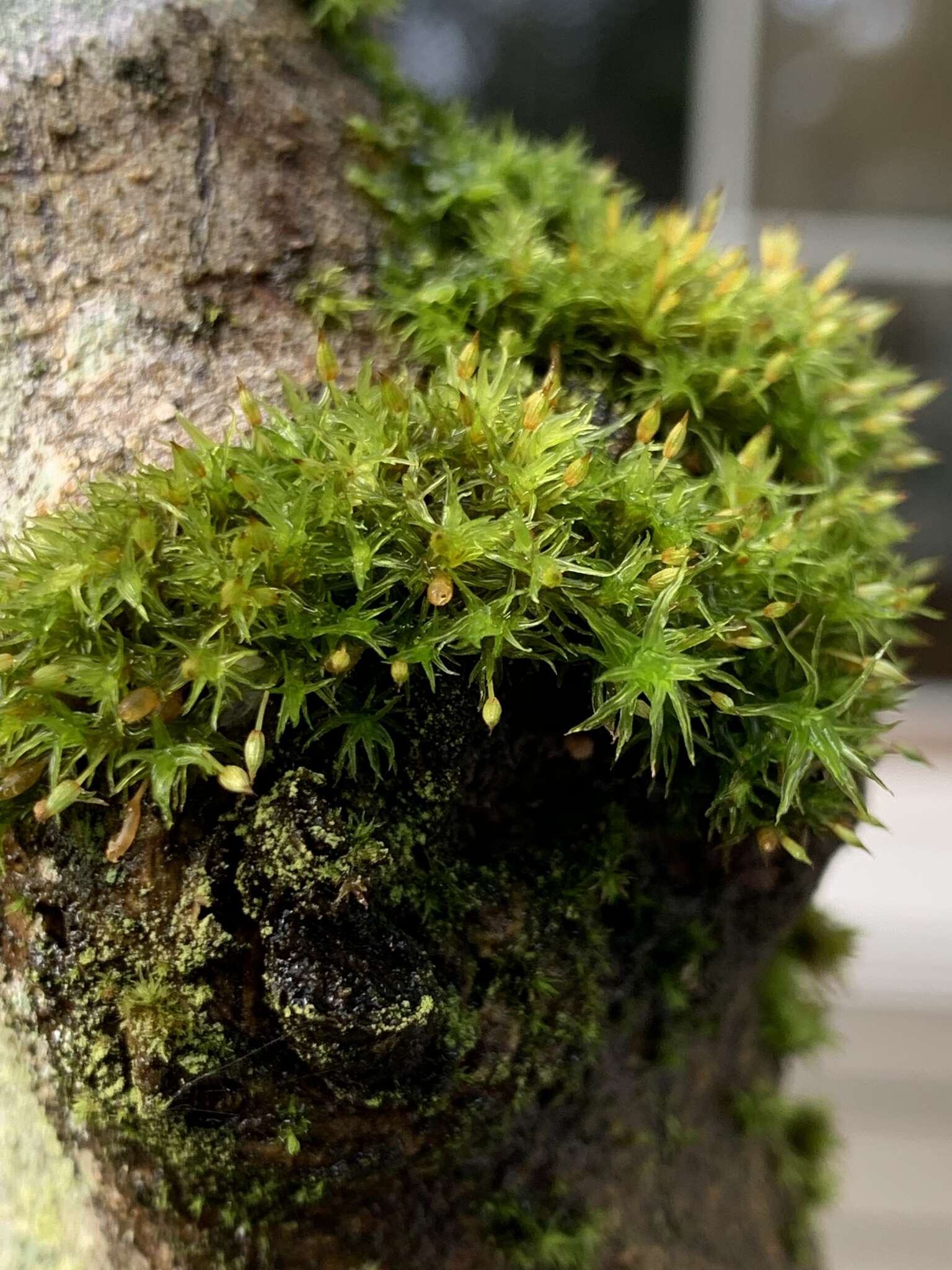 Image of orthotrichum moss