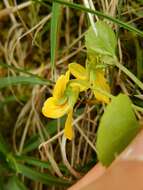 Image of arctic yellow violet