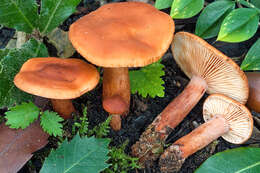 Image of Lactarius atlanticus Bon 1975