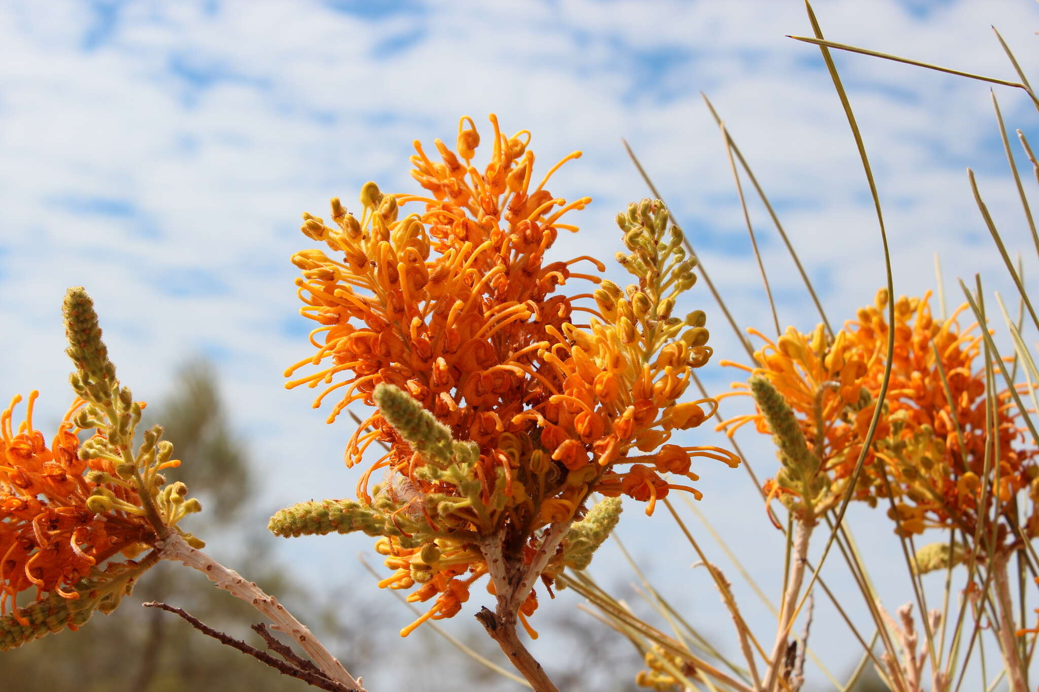 Image of Grevillea juncifolia Hook.