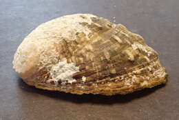 Image of variable abalone