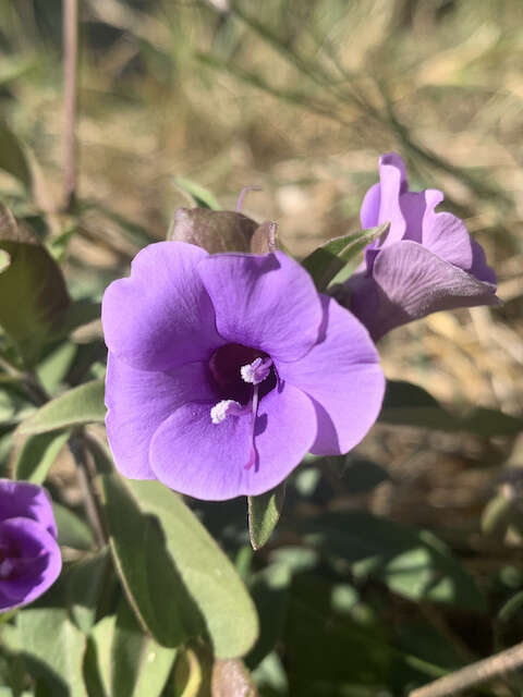 Plancia ëd Barleria mackenii Hook. fil.