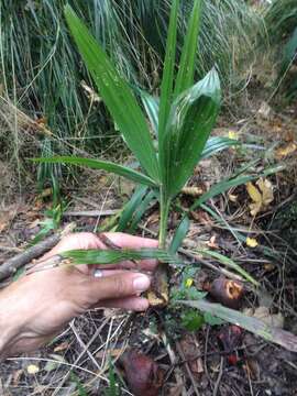 Trachycarpus fortunei (Hook.) H. Wendl. resmi