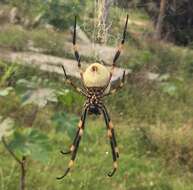 Imagem de Nephila tetragnathoides (Walckenaer 1841)