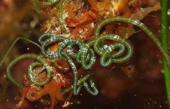 Image of Chaetomorpha spiralis