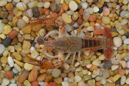 Image of Southern White River Crayfish