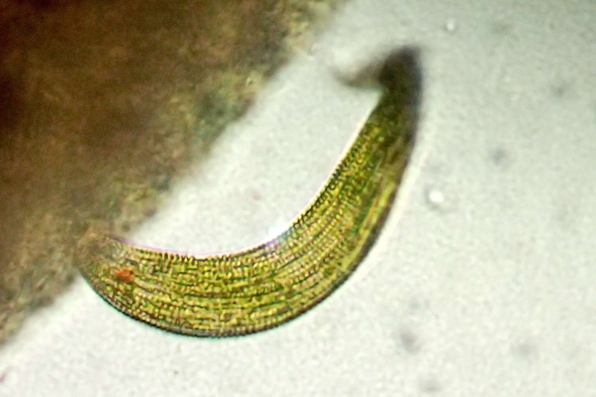 Image of Lepocinclis fusca