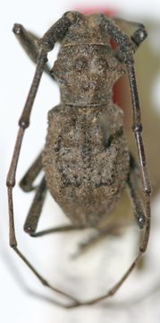 Image of <i>Parechthistatus chinensis</i> Breuning 1942