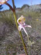 Image of Disa multifida Lindl.