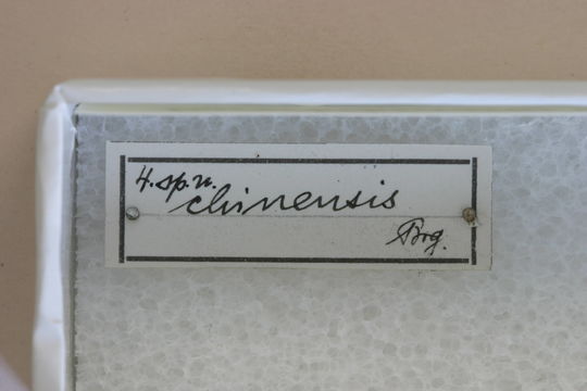 Image of <i>Parechthistatus chinensis</i> Breuning 1942