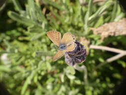 Image of Leptotes trigemmatus (Butler 1881)