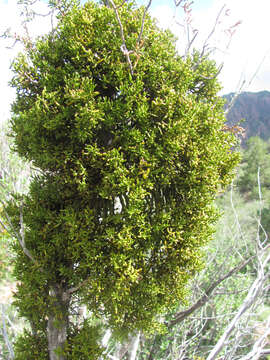 Image of Hawksworth's mistletoe