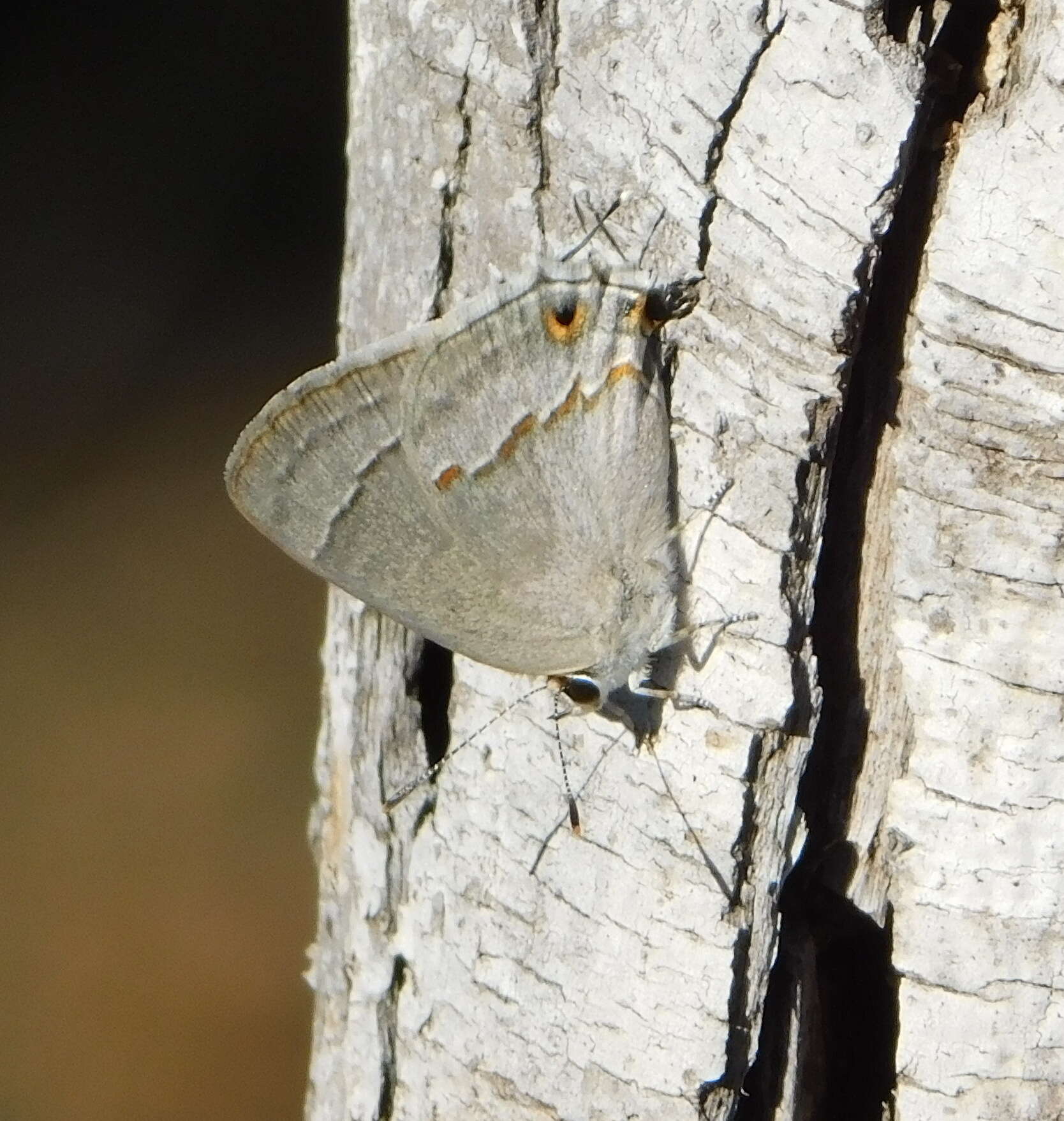 Image of Red-lined Scrub-Hairstreak