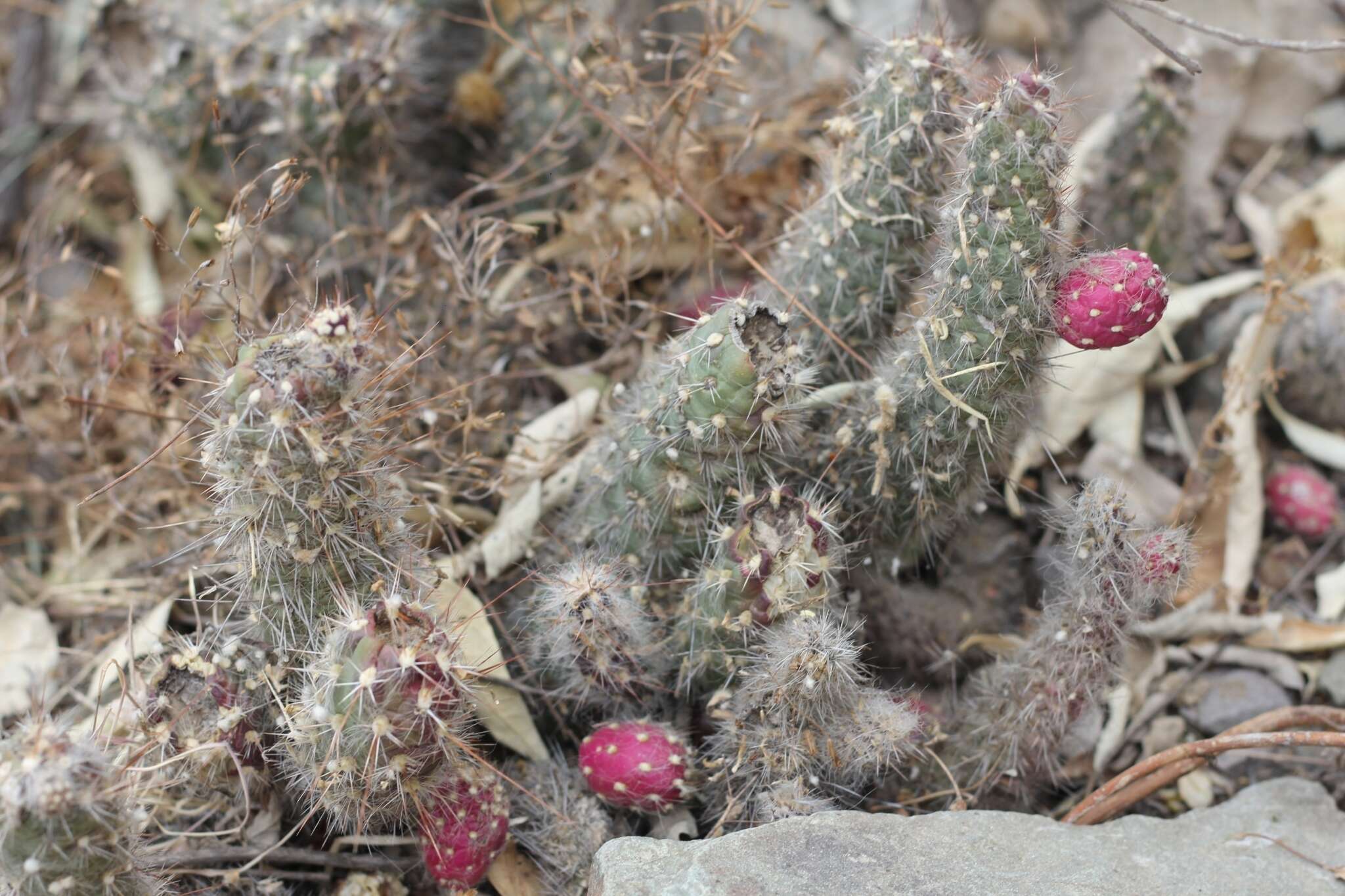 Image of Austrocylindropuntia shaferi (Britton & Rose) Backeb.