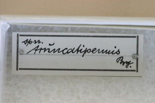 Image of <i>Morimopsis truncatipennis</i> Breuning 1940
