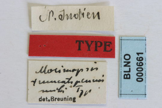 Image of <i>Morimopsis truncatipennis</i> Breuning 1940