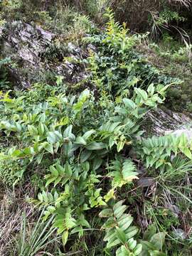 Image of Coriaria japonica subsp. intermedia (Matsum.) T. C. Huang