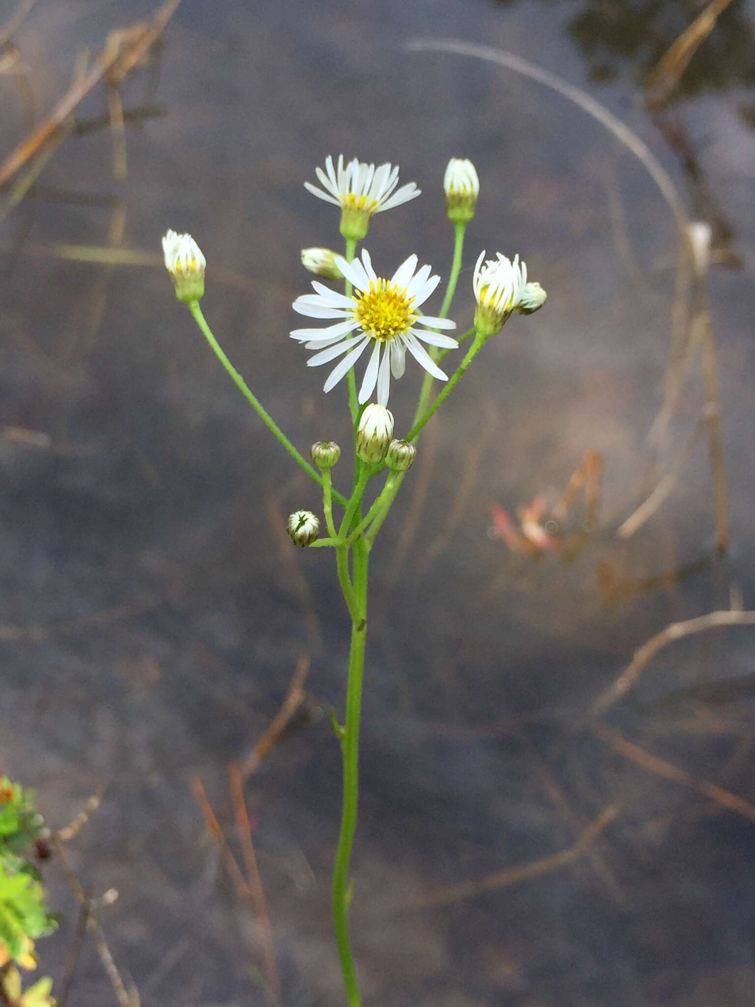 Image de Erigeron vernus (L.) Torr. & A. Gray