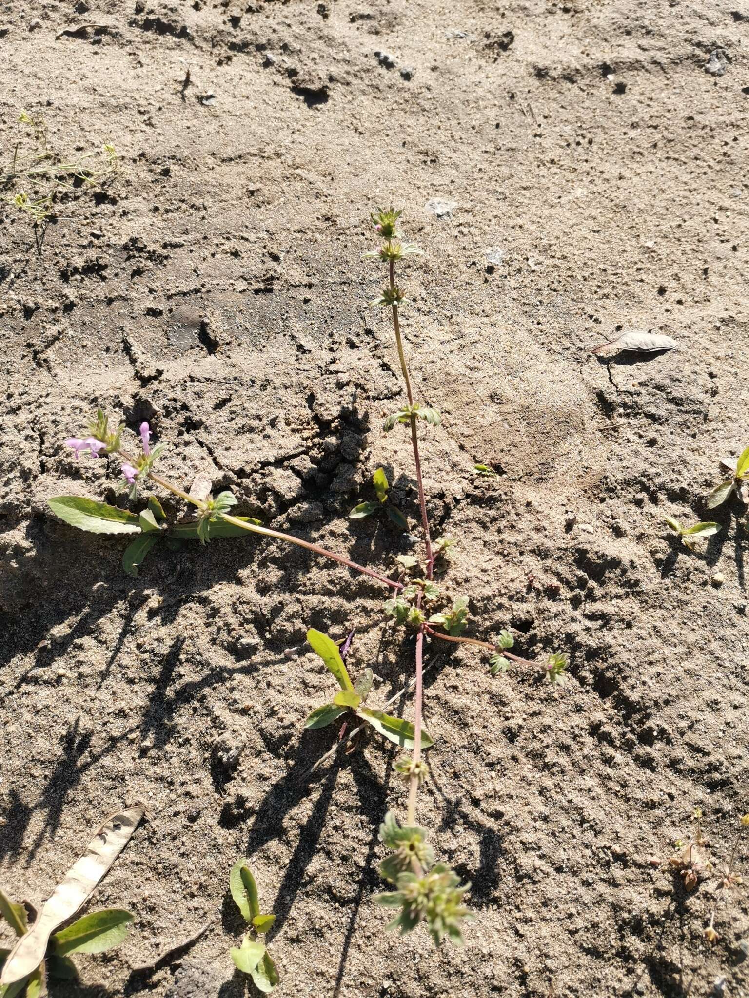 Image of Lamium amplexicaule var. orientale (Pacz.) Mennema