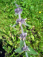 Image of Downy woundwort