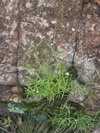 Sivun Oldenlandia herbacea (L.) Roxb. kuva