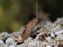 Слика од Stictopleurus crassicornis (Linnaeus 1758)