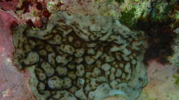 Image of hump coral