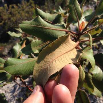 Image of Arbutus bicolor S. González, M. González & P. D. Sørensen