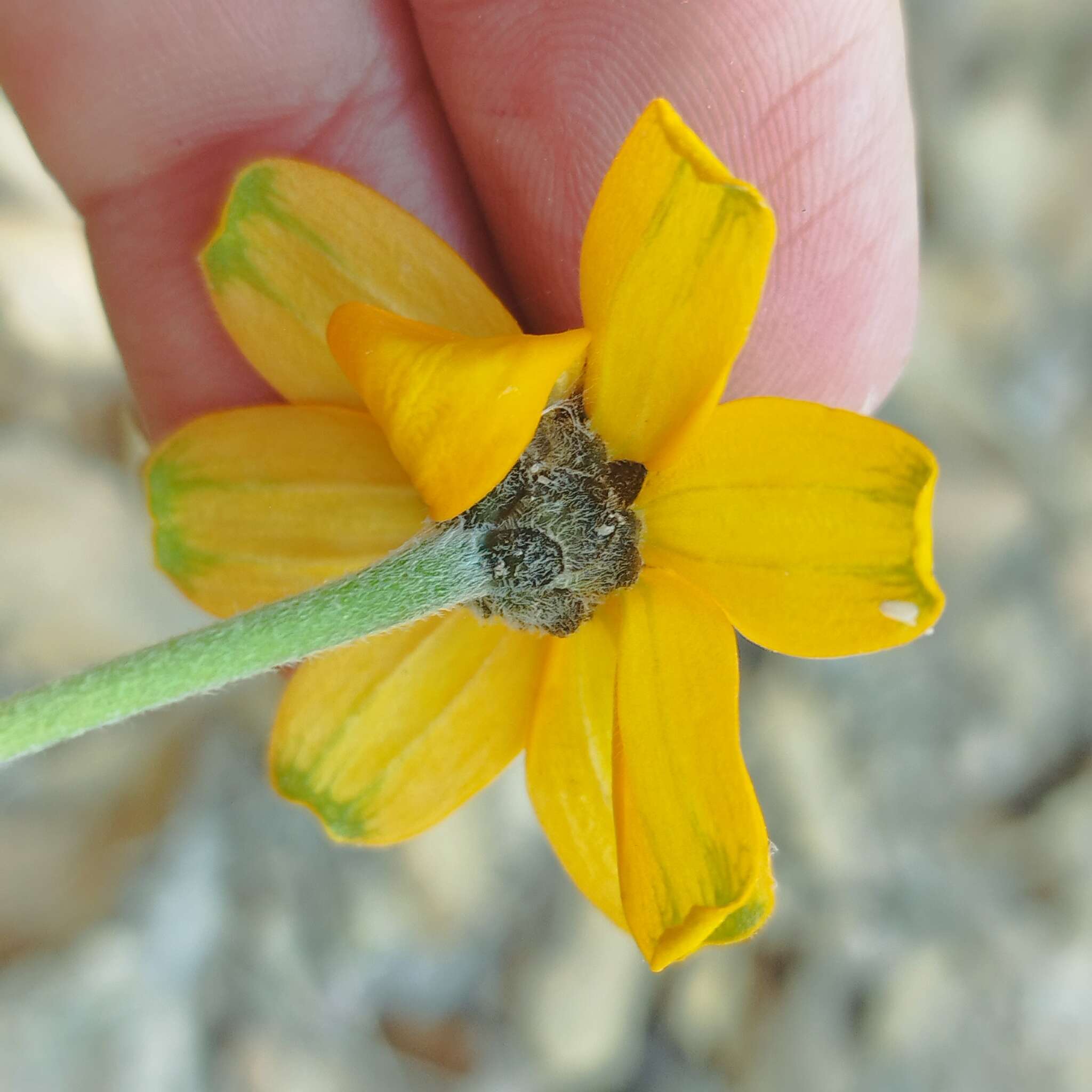 Image of narrowleaf zinnia