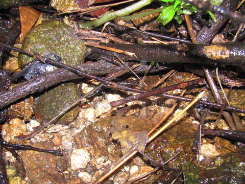 Image of Tropidophorus berdmorei (Blyth 1853)