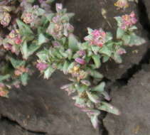 Image de Suaeda calceoliformis (Hooker) Moquin-Tandon