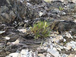 Image of Brachypodium kawakamii Hayata