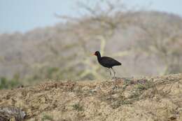 Image of Jacana jacana hypomelaena (Gray & GR 1846)