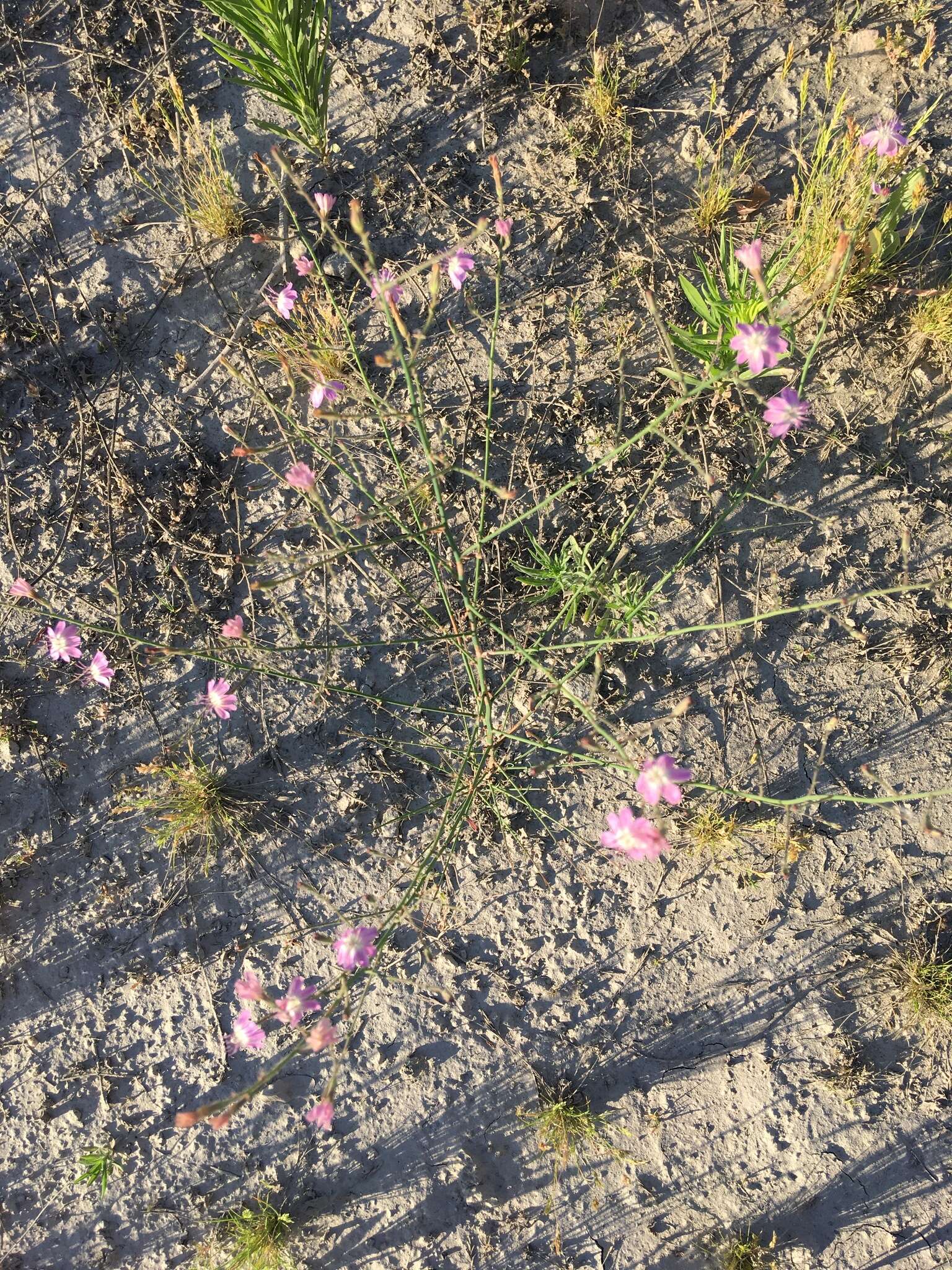 Sivun Stephanomeria exigua Nutt. kuva