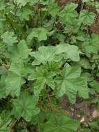 Image of cluster mallow