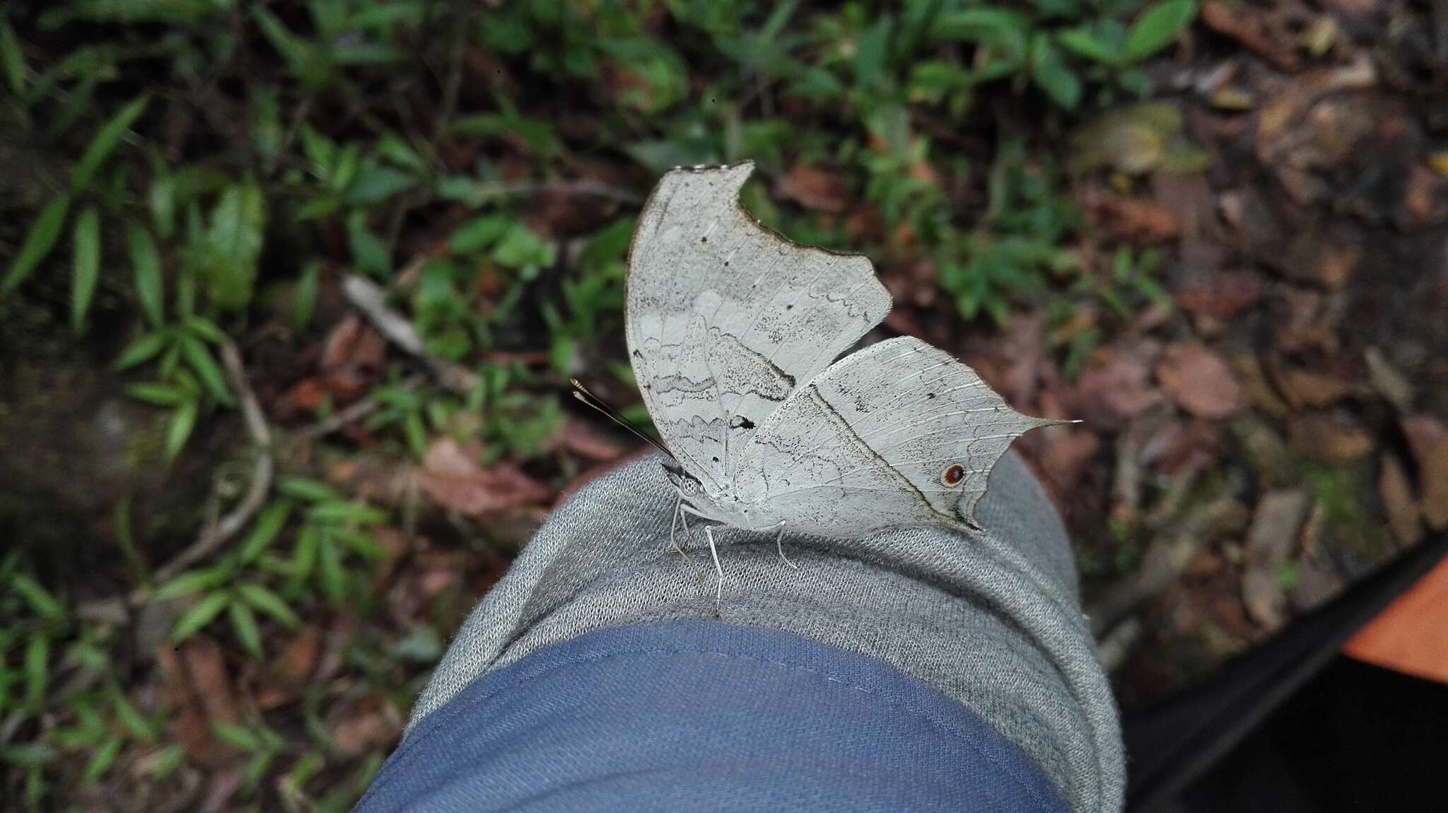 Image of Protogoniomorpha duprei (Vinson 1863)