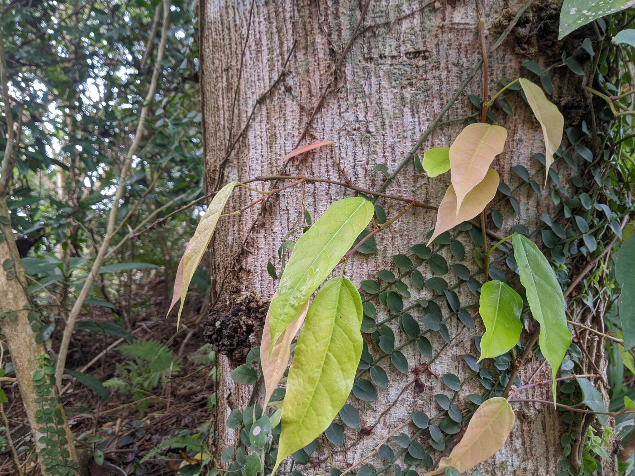 Image of Ficus sarmentosa Buch. ex J. E. Smith