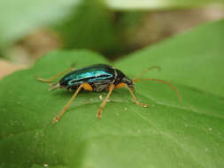 صورة Gaurotes cyanipennis (Say 1824)