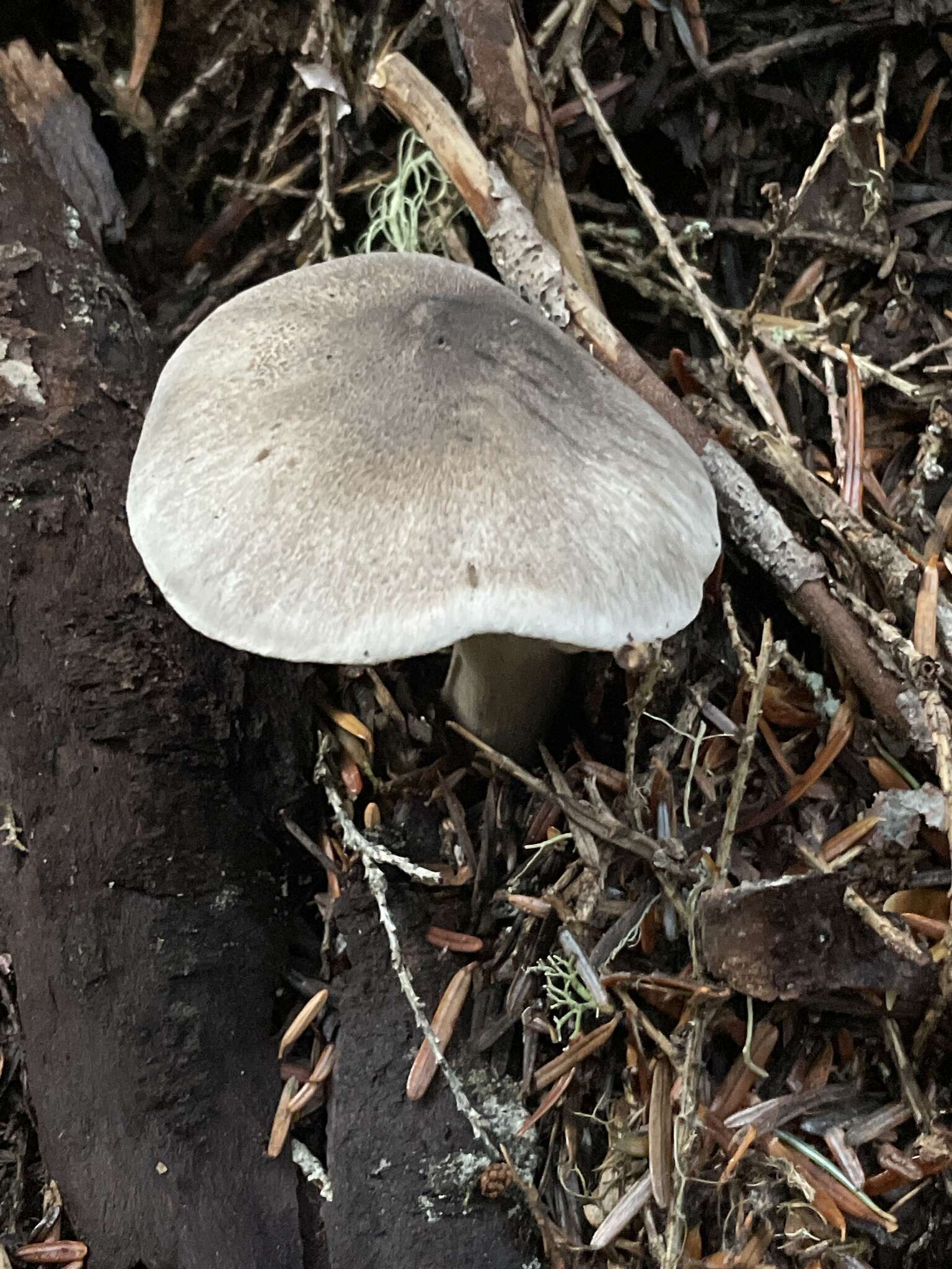 Image of Tricholoma argenteum Ovrebo 1989