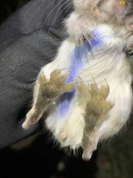 Image of Chisel-toothed Kangaroo Rat