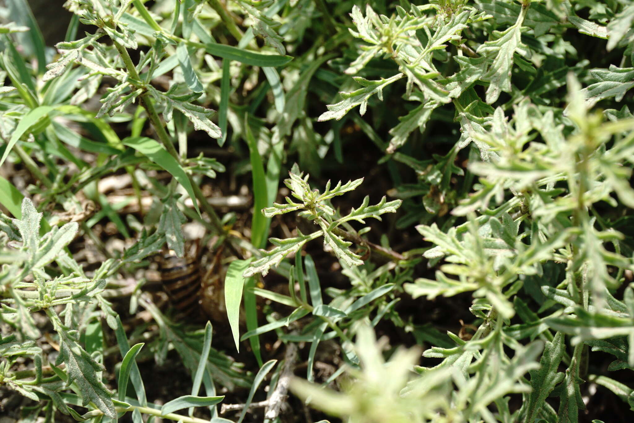 Scrophularia variegata M. Bieb. resmi